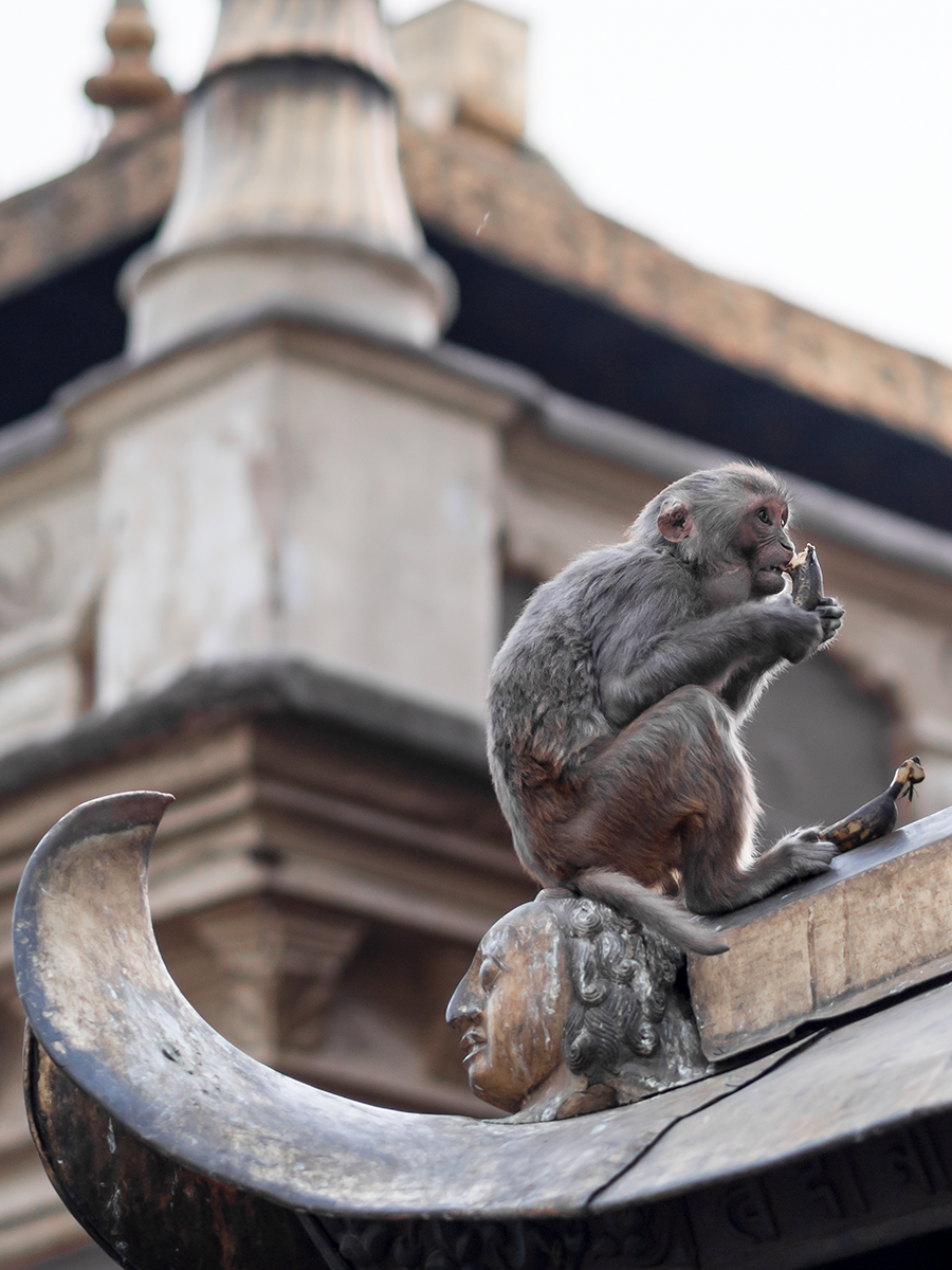 Rhesus Macaque eating bananas on rooftops of Swayambhunath Temple, also known as Monkey Temple.