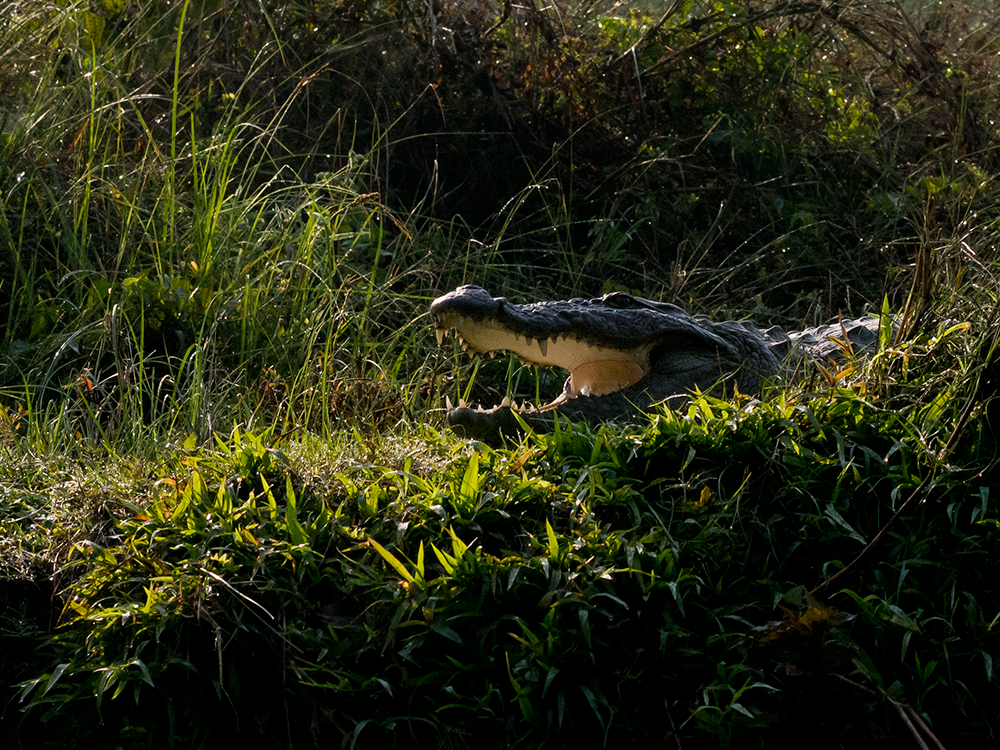 This is a mugger crocodile, one of the prevalent species in Chitwan National Park.Crocodiles use to sleep with their mouth open to cool down during high temperatures.