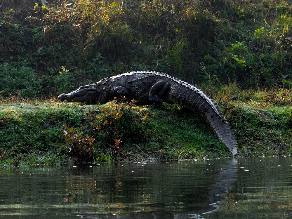 Mugger crocodiles are apex predators and they hunt for large prey such as fish, turtles, snakes, and sometimes even monkeys, deer and buffalo.