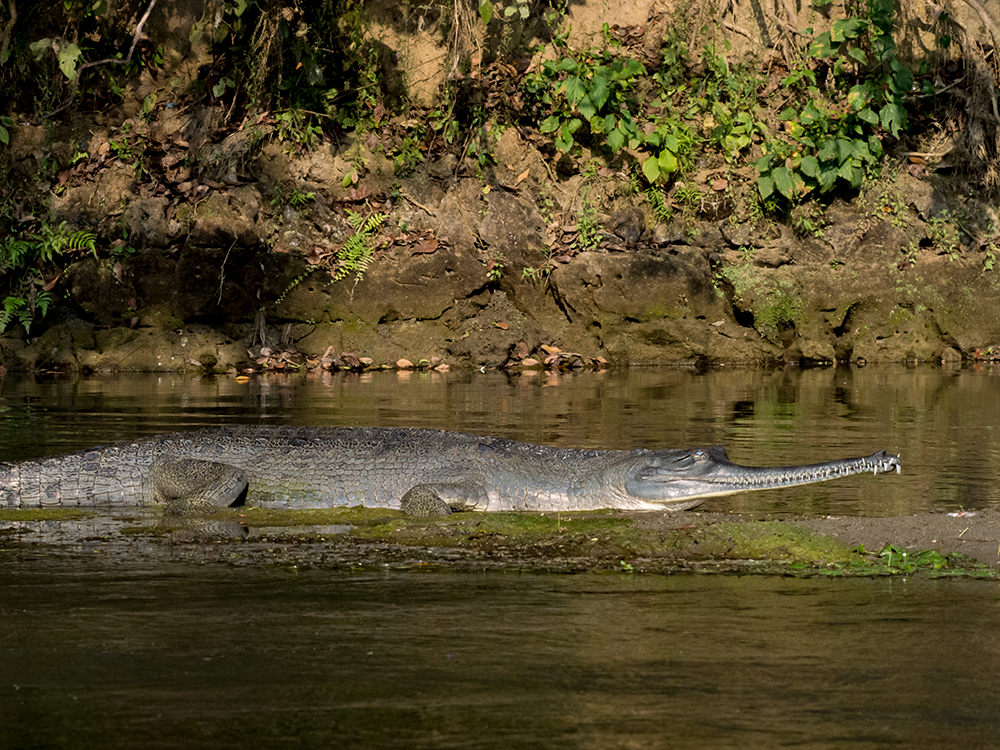 Gharial, a critically endangered species. As it feeds on fish, his teeth are specialized for this type of food.This is a female because it lacks the distinctive boss at the end of the snout.