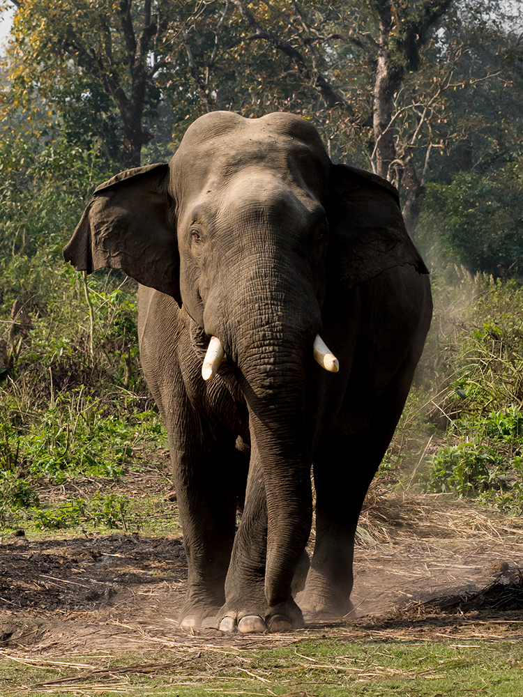 This male is a wild one living free in the jungle.Males are dangerous especially in their musth period.Asian elephant is smaller than the African one.A notable difference is in the ears: the african one has bigger ears helping him to cool in the blazing African sun.