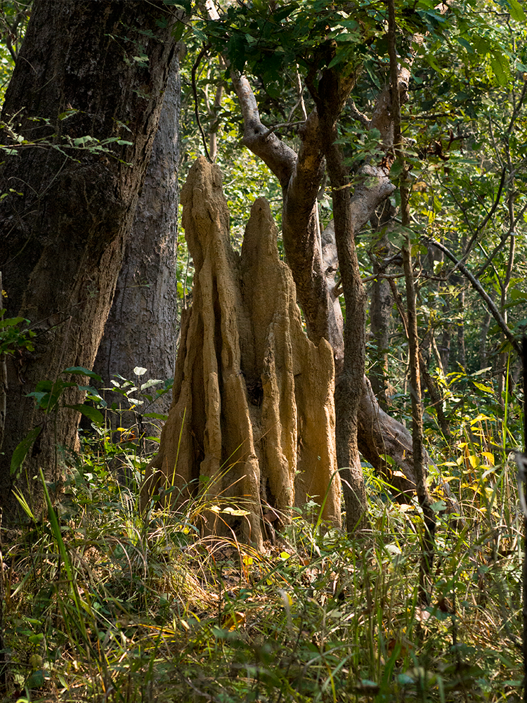 Termites build high mounds whose inner structure serves as a ventilation system.