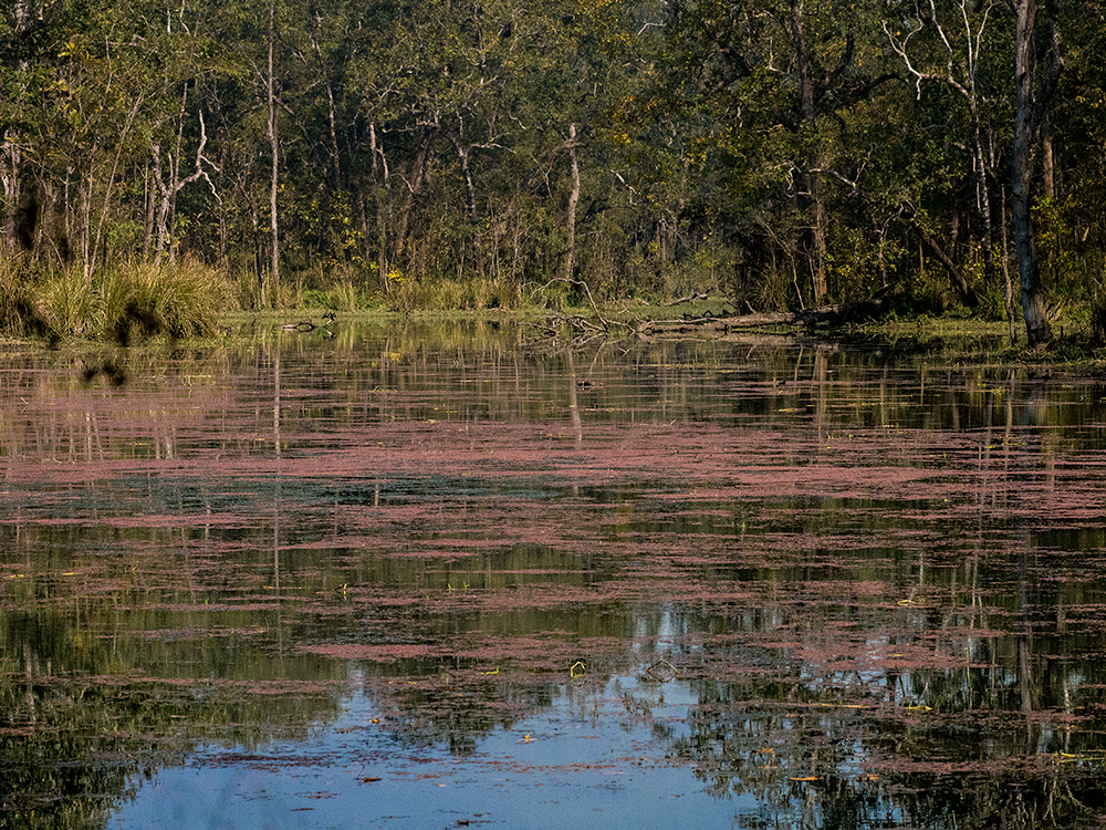 The Chitwan jungle has many swampy regions.