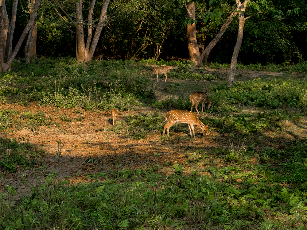 The Chitwan National Park houses at least 43 species of mammals.